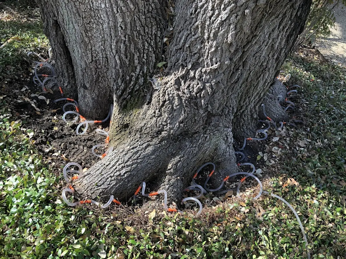 Detailed Tree Cabling and Bracing job site in Del Rio