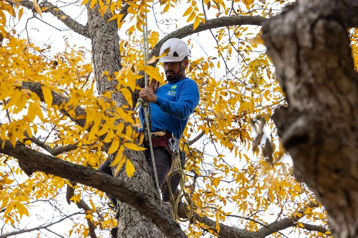 Skilled Tree Trimming crew working in Del Rio